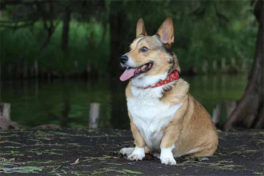 プロが教える犬用ハーネスの正しい選び方とサイズの測り方3つのコツ