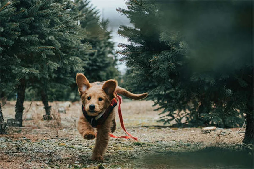 犬の散歩でやってはいけないNG行為と正しい方法6選