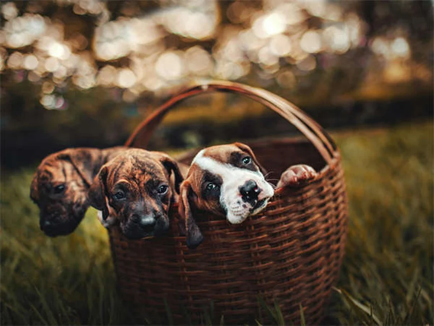 犬の散歩でやってはいけないNG行為と正しい方法6選