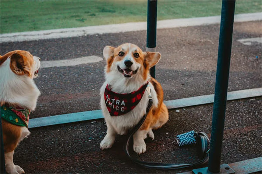 犬の散歩でやってはいけないNG行為と正しい方法6選