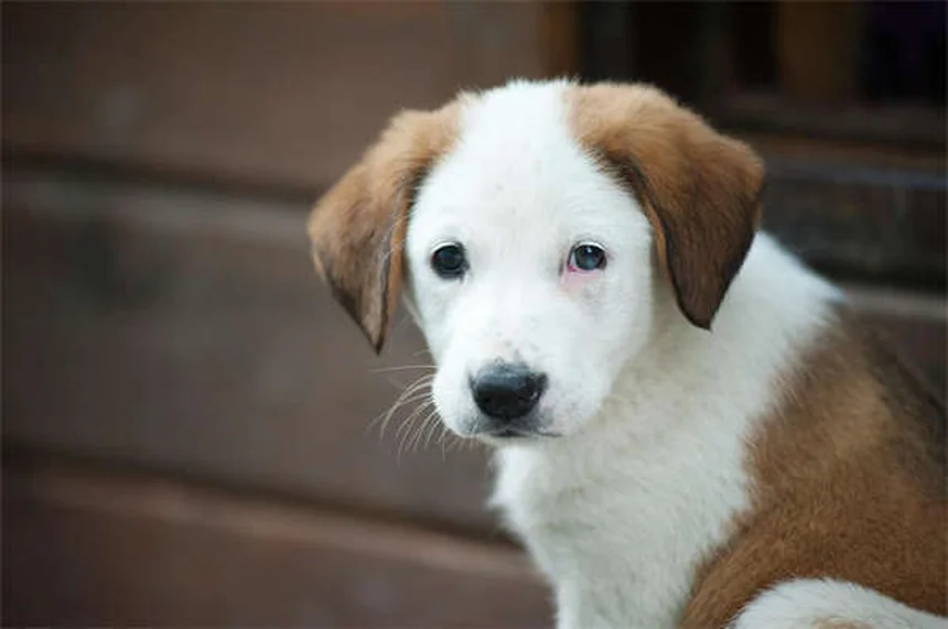 犬・猫のクロピドグレル：血栓予防の安全な飲ませ方と副作用の真実