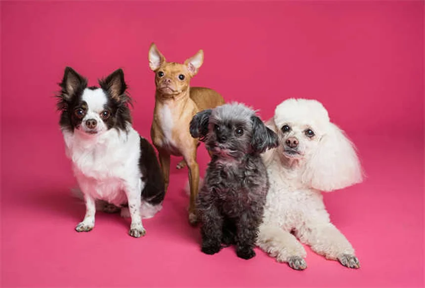 愛犬のボディコンディションスコア（BCS）を毎月チェック！簡単診断と正しい見方のコツ