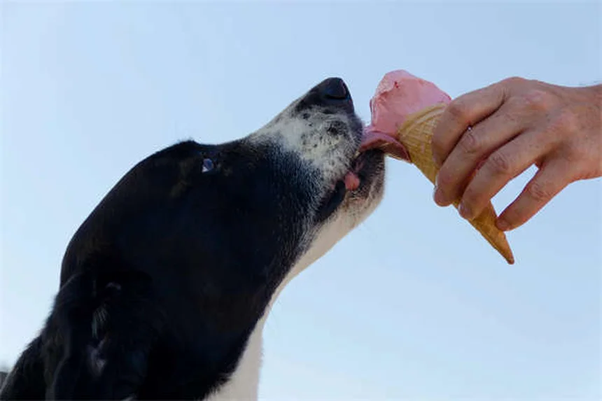 愛犬のボディコンディションスコア（BCS）を毎月チェック！簡単診断と正しい見方のコツ