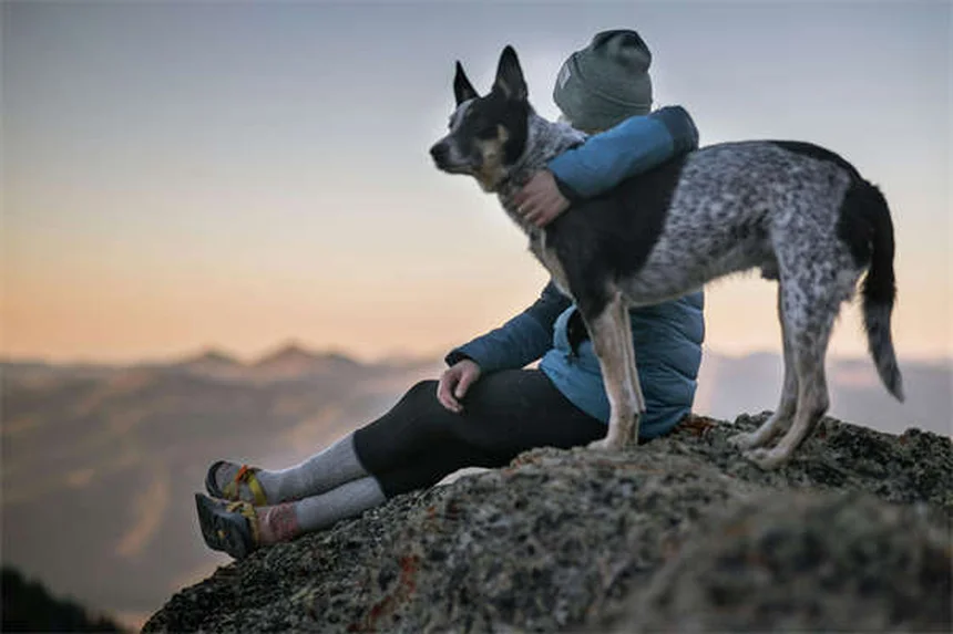 犬の嫉妬は本当？研究で判明した75%の事実と対策