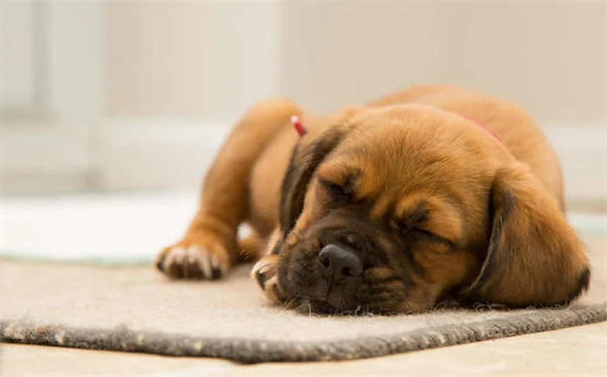 犬の嫉妬は本当？研究で判明した75%の事実と対策