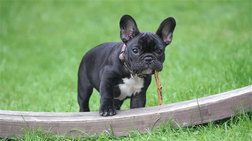 犬の鍼灸の効果を実感！痛みを和らげる飼い主が実際に試してみた