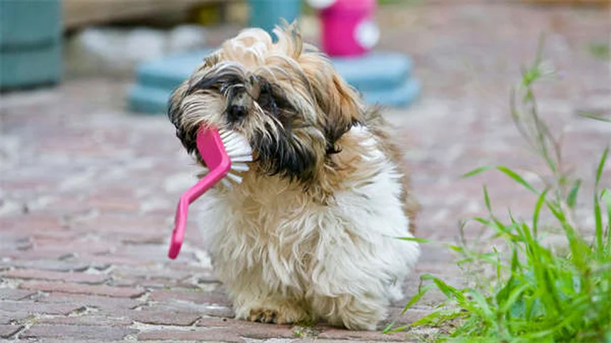 犬の鍼灸の効果を実感！痛みを和らげる飼い主が実際に試してみた