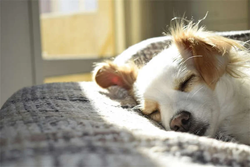 犬の鍼灸の効果を実感！痛みを和らげる飼い主が実際に試してみた