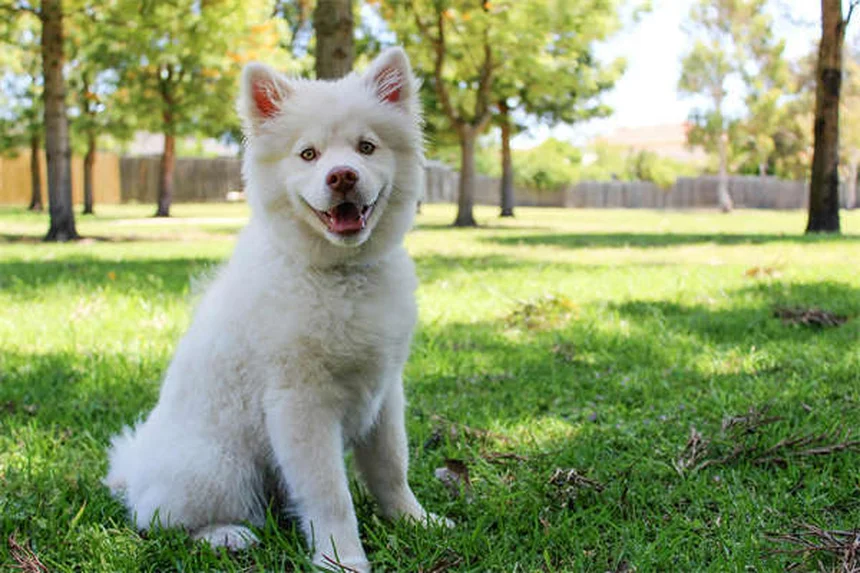 「家ではできるのに外でできない」を解決！犬のおすわりトレーニング完全ガイド