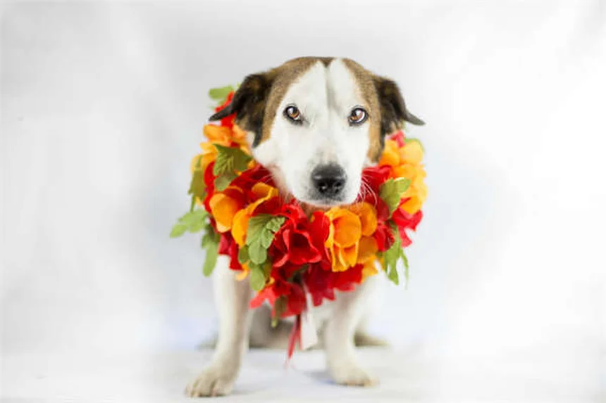 犬のノミ取りディップ剤：獣医師に聞く前に知るべき6つの注意点