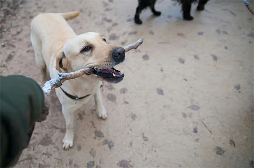 犬の伏せトレーニング｜家から外出先まで完全マスターする7つのコツ