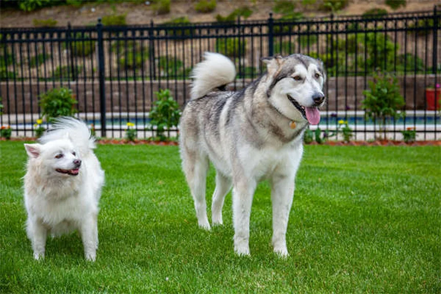 ウサギの狂犬病の症状と予防：飼い主が知るべき対策