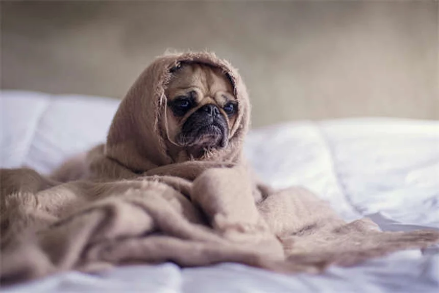犬の白内障とは？症状・治療法・手術費用を徹底解説