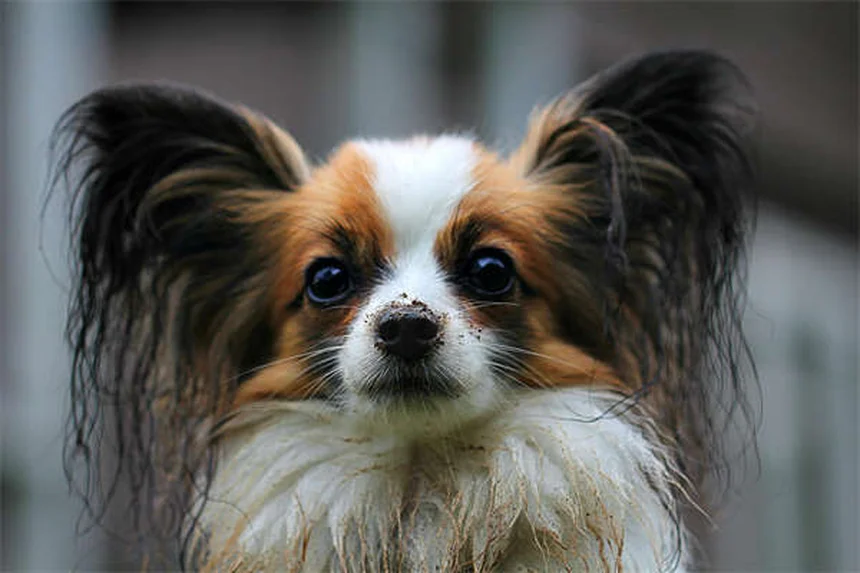 犬とキャンプを楽しむための7つの必須ポイント【初心者向け】