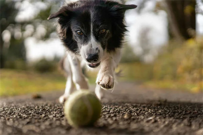 子犬が鳴く理由とは？プロが教える原因と対処法5選