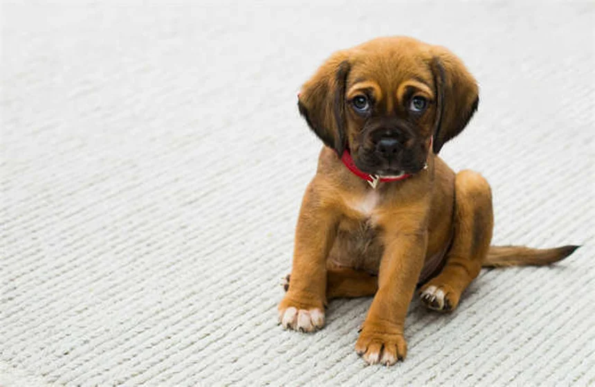 子犬が鳴く理由とは？プロが教える原因と対処法5選