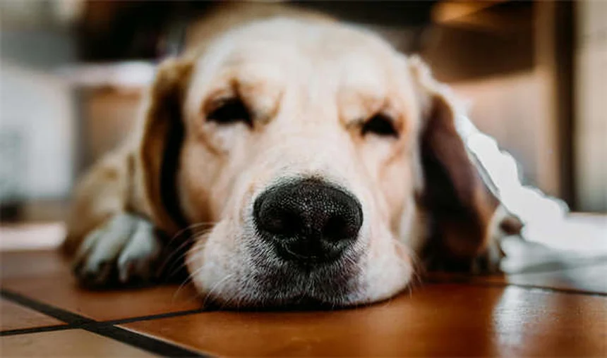 子犬が鳴く理由とは？プロが教える原因と対処法5選