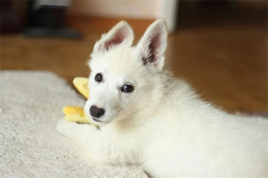 クエン酸カリウムの効果と正しい使い方｜犬猫の結石予防に