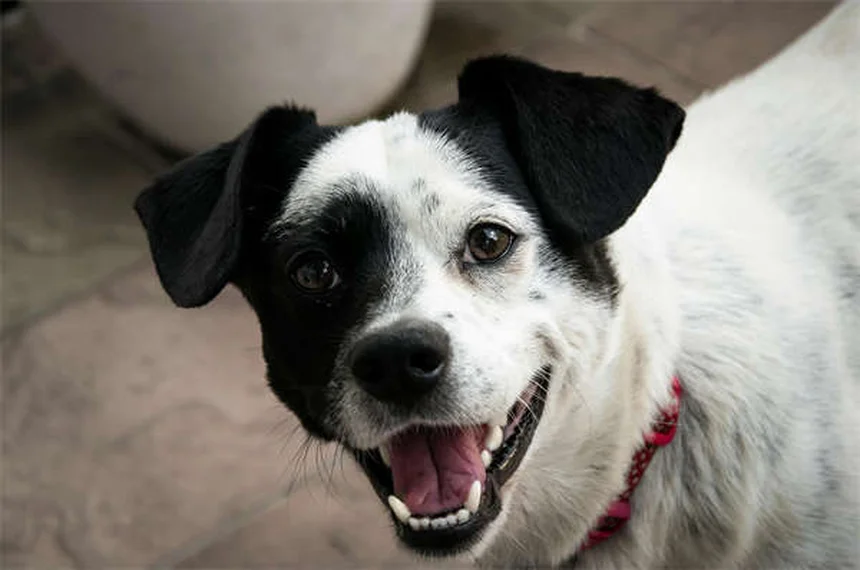 保護犬・保護猫を迎える前に知るべき7つのポイント