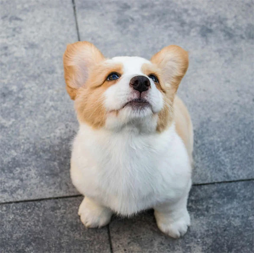 犬の良い市民テストとは？合格のコツとメリットを徹底解説