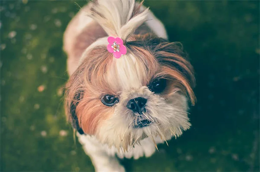 子犬のノミ対策完全ガイド｜獣医師が教える安全な駆除方法