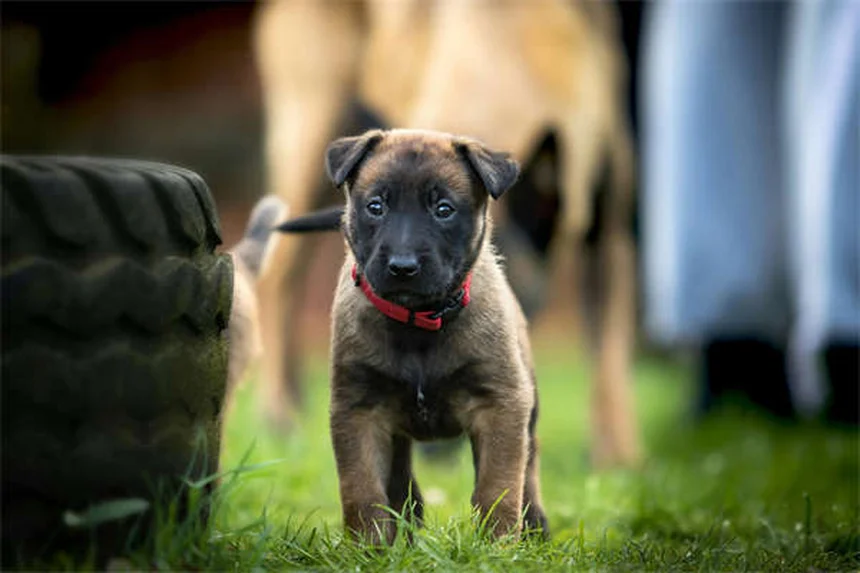 子犬のノミ対策完全ガイド｜獣医師が教える安全な駆除方法