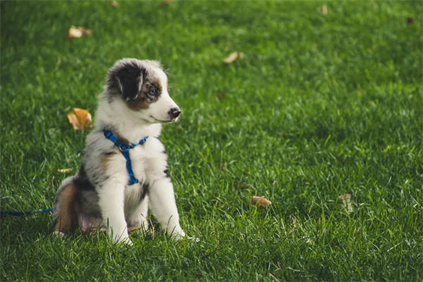 犬のエールリヒア症とは？症状・治療・予防法を徹底解説