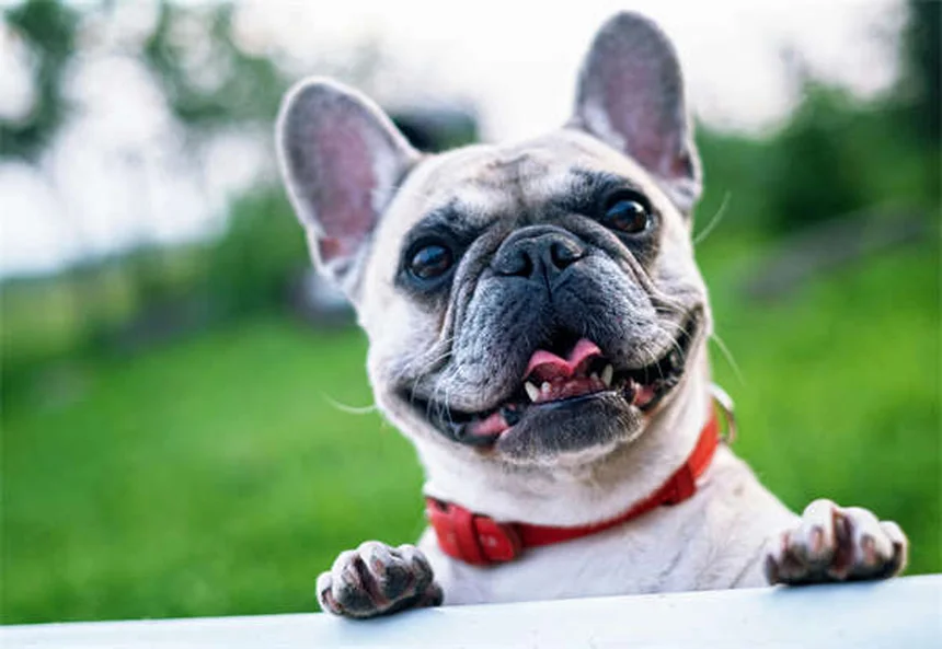 犬とヨガ「ドーガ」の魅力とは？愛犬と楽しむ5つの方法