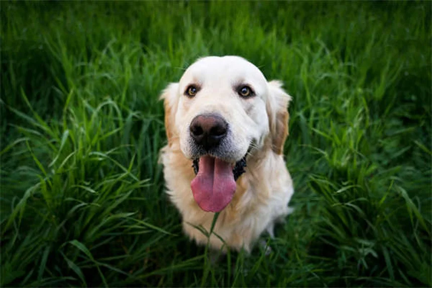 犬とヨガ「ドーガ」の魅力とは？愛犬と楽しむ5つの方法