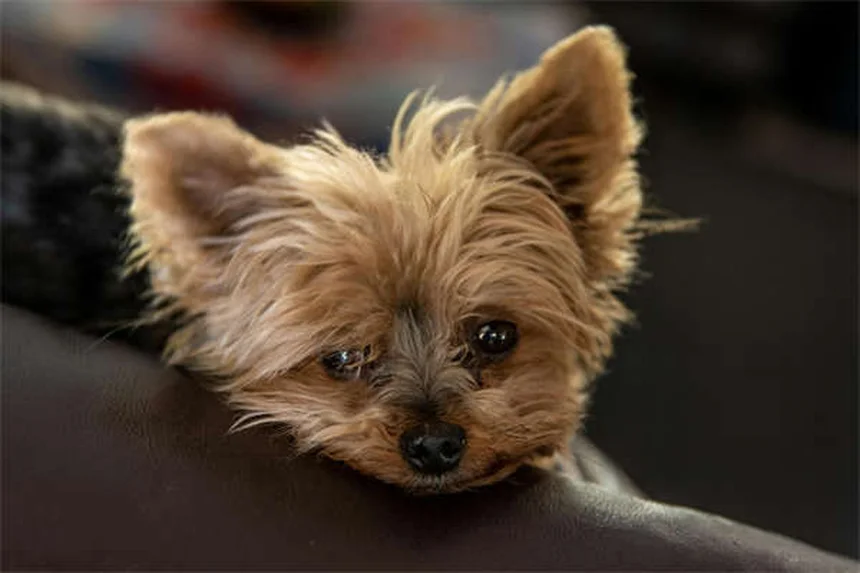 犬とヨガ「ドーガ」の魅力とは？愛犬と楽しむ5つの方法