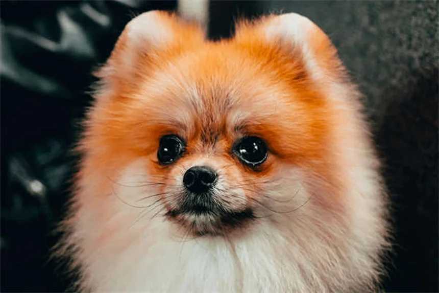 犬の無駄吠えを止める方法｜プロが教えるしつけのコツ5選