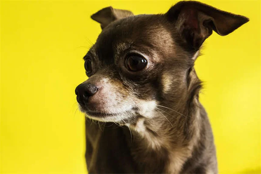 猫の毛づくろい時間が長い理由と対処法【獣医師解説】