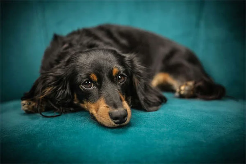 犬が草を食べる理由とは？専門家が解説する7つの真相