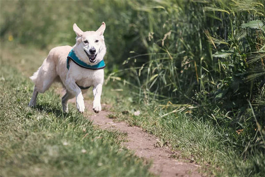 馬の白癬の誤解を解く！原因と症状、治療法を解説