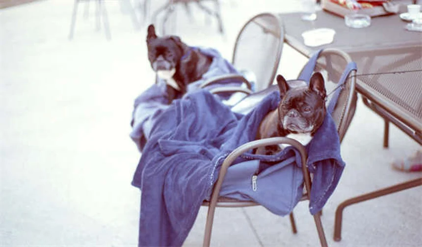 犬がドッグパークを嫌がる理由と対処法【専門家が解説】